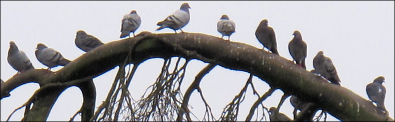 City Farm, Bucknall Park, Hanley