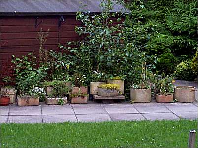 Flowers in the garden - planted in potters saggars